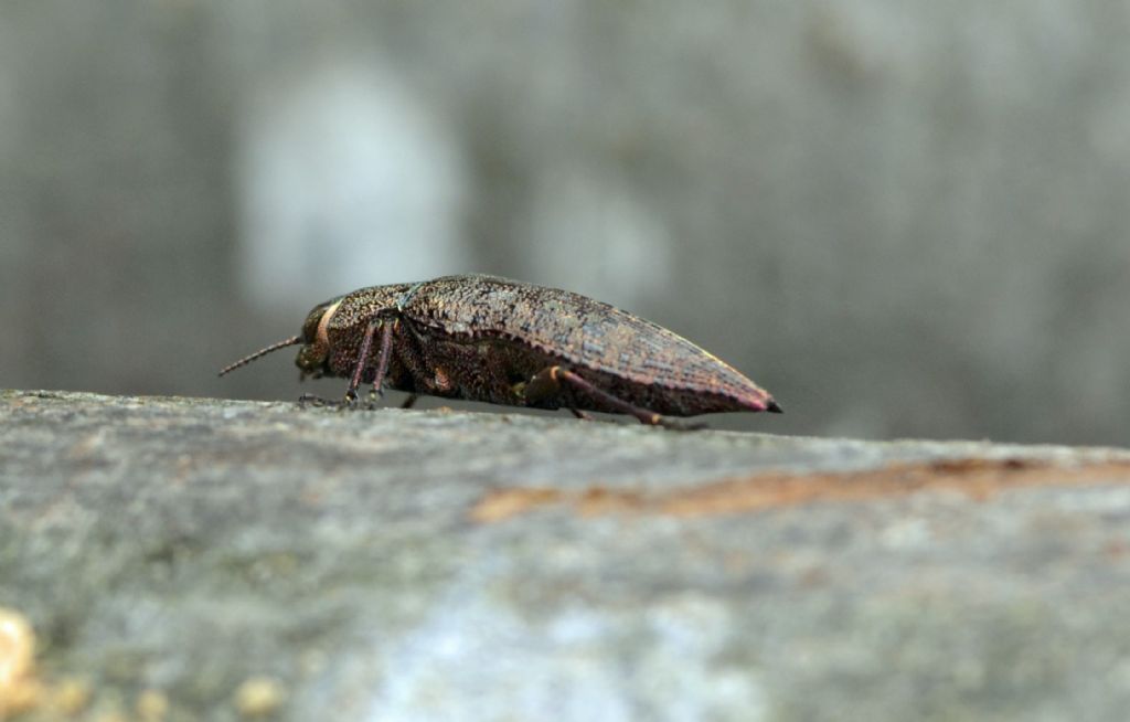 Quale Dicerca? Dicerca berolinensis, Buprestidae